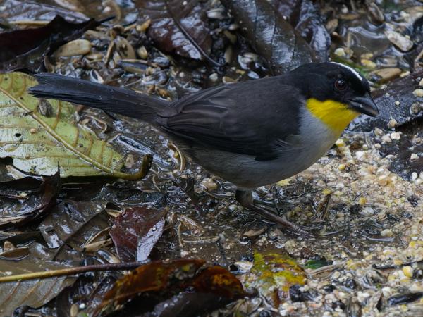 <h3><a href="/trips/costa-rica/biota/animalia/chordata/aves/040 passeriformes/126 emberizidae/atlapetes albinucha/atlapetes albinucha-nl.html">Atlapetes&nbsp;albinucha</a> / White‑naped&nbsp;brush&nbsp;finch / Witnekstruikgors</h3>OM-1 Mark II met OLYMPUS M.150-400mm F4.5, 1/1000 sec  bij F4.5, ISO 10000, afstand 7.69&nbsp;m
